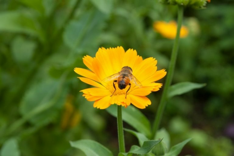 PURE FARM HONEY